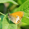 /album/okac-strdiivkovy/a2015-06-11-13-jpg/